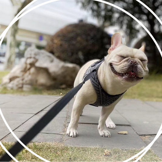 Dog Walking