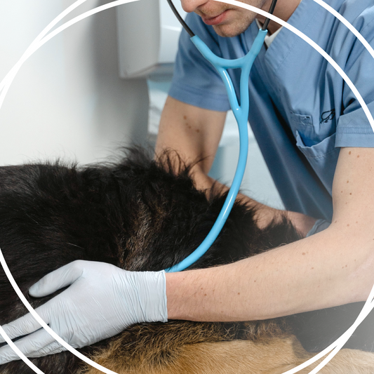 Vet Consultation