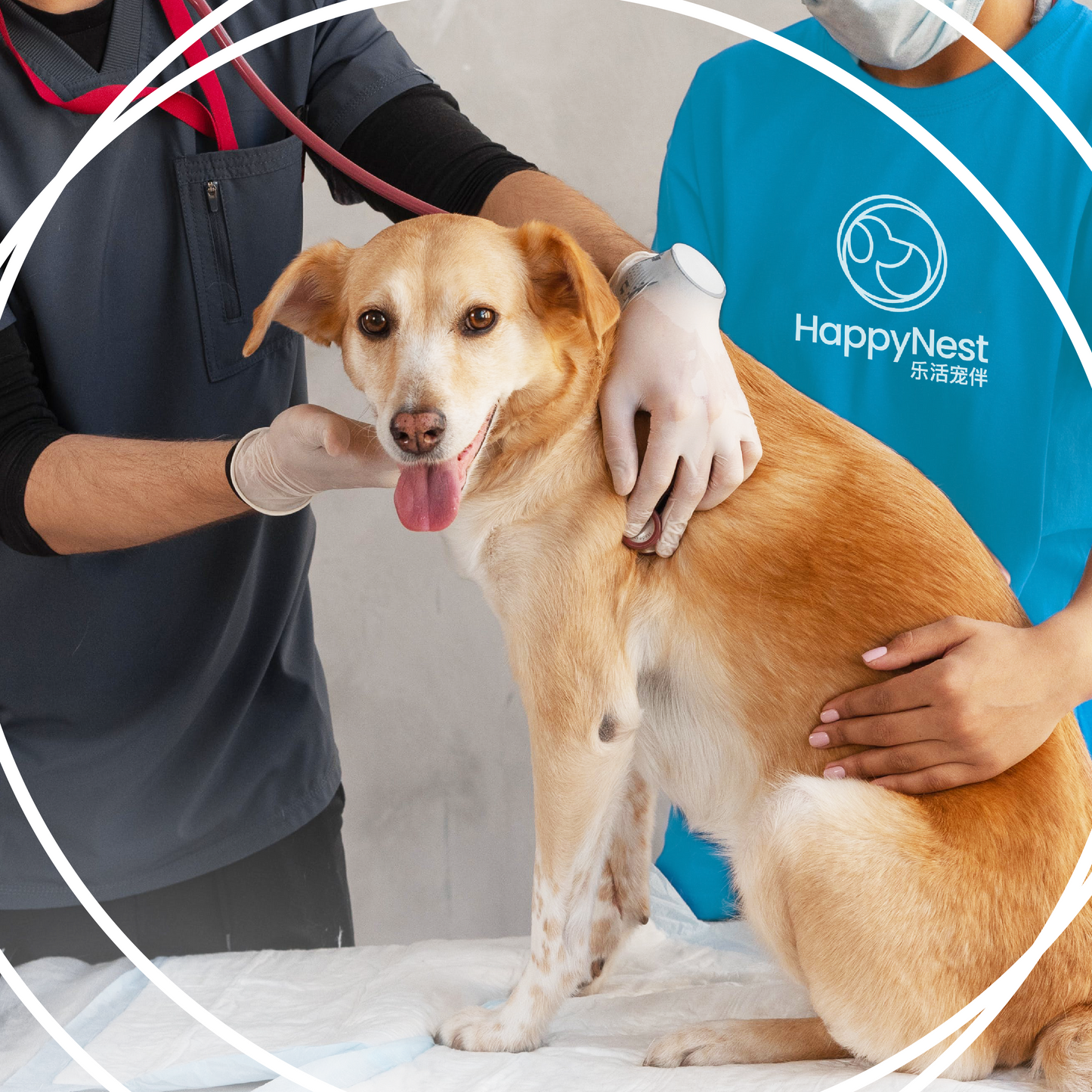 Vet Consultation