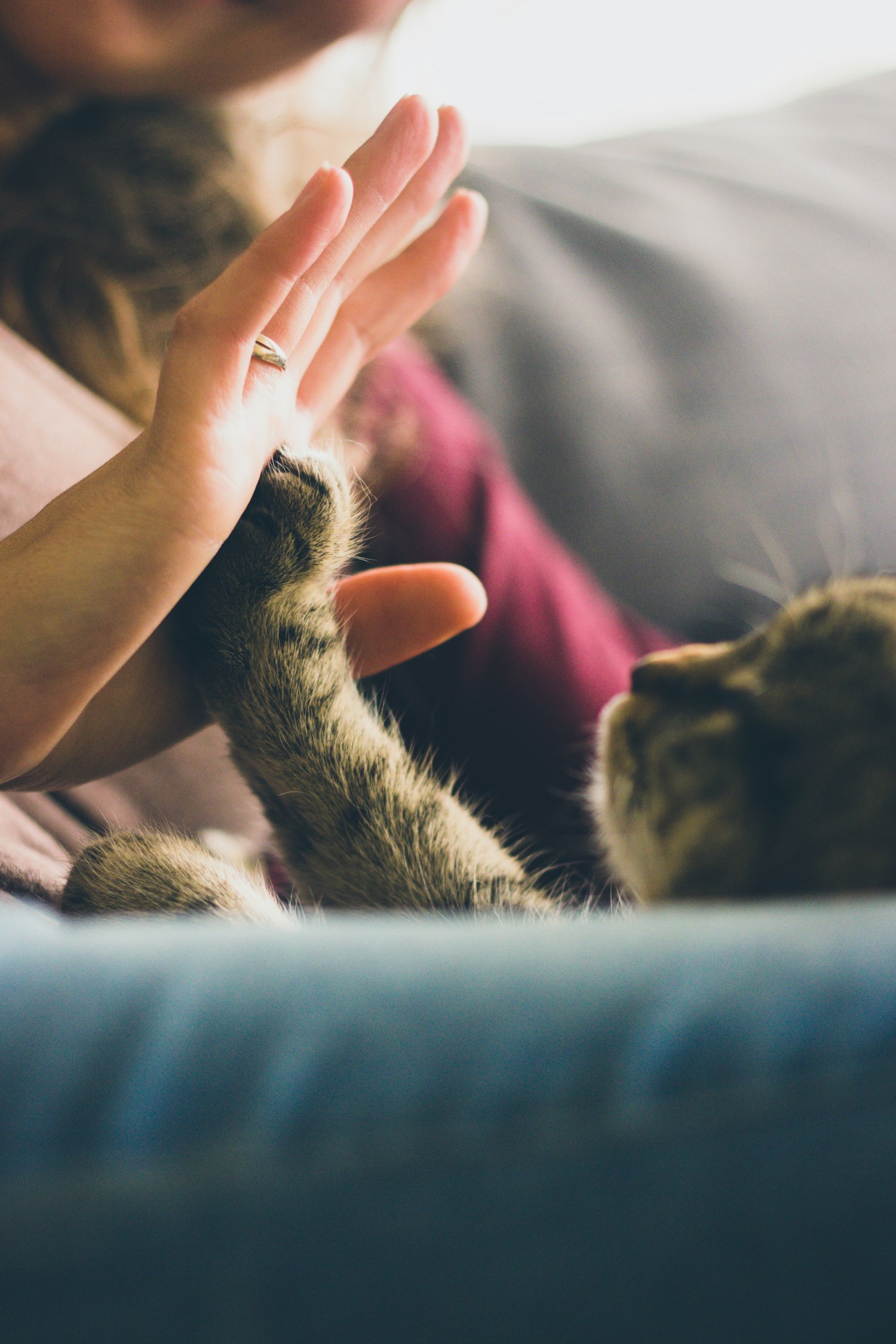 Vet Care