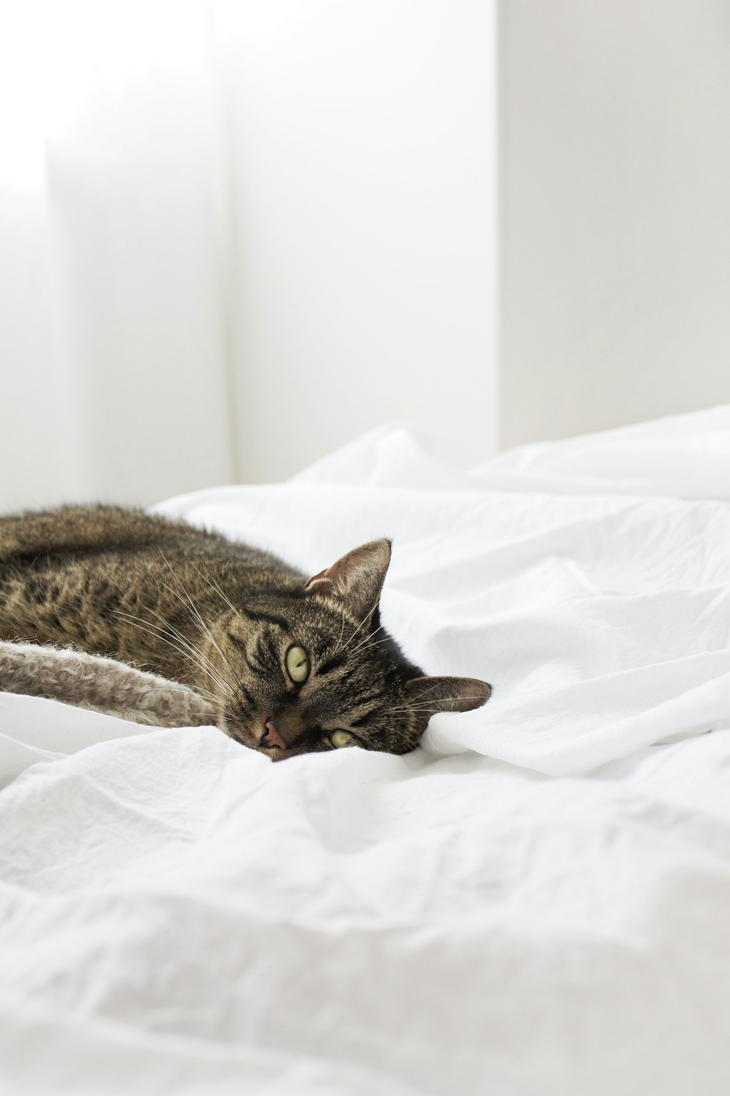 Pet Sitting